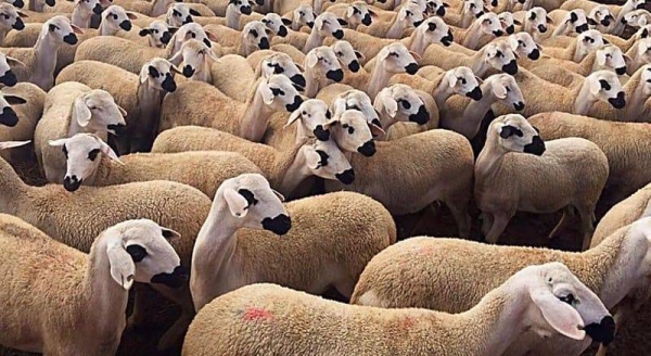 إناث الأغنام