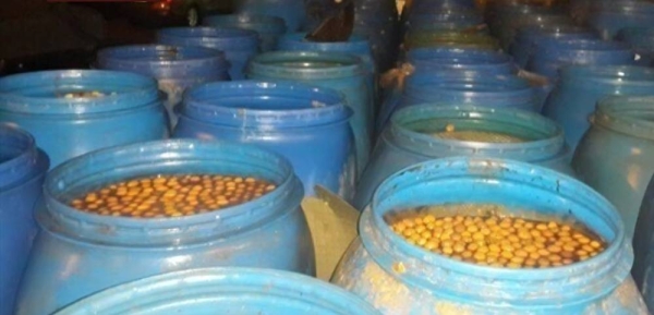 حجز زيتون غير صالح للاستهلاك