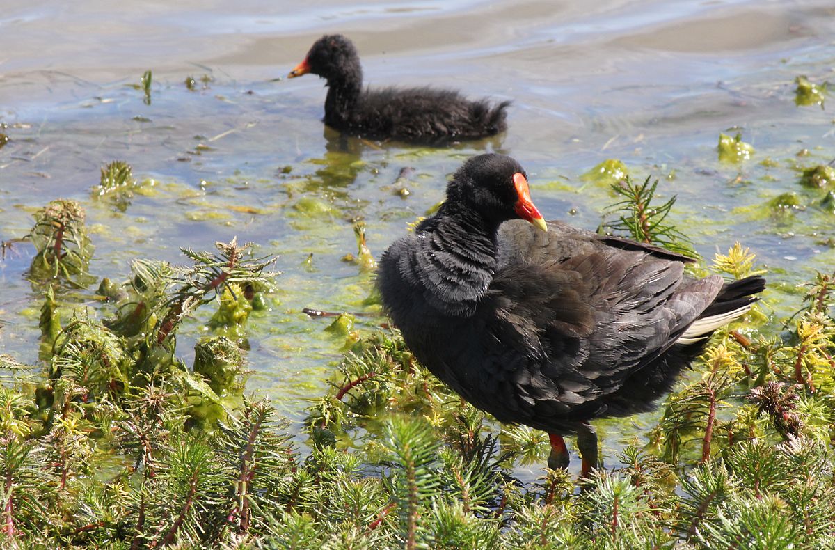 1200px-Dusky_Moorhen,_Gallinula_tenebrosa_in_Victoria,_Australia