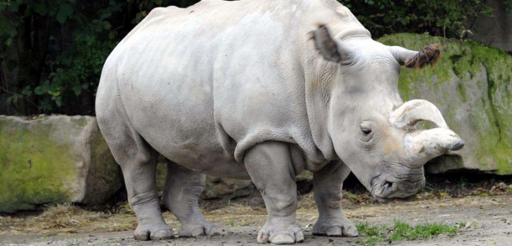 cover-r4x3w1000-57e16d7a859df-rhinoceros-blanc-du-nord