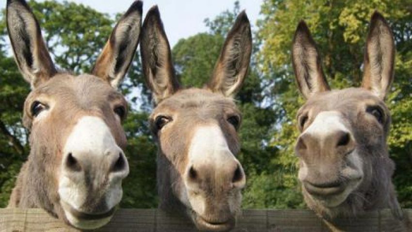 1581271631156f2a9fa0957df5579a72285b58ddcc