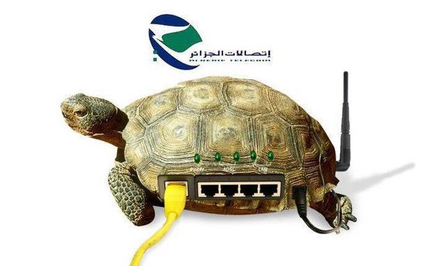 tortue2-e1497779303905