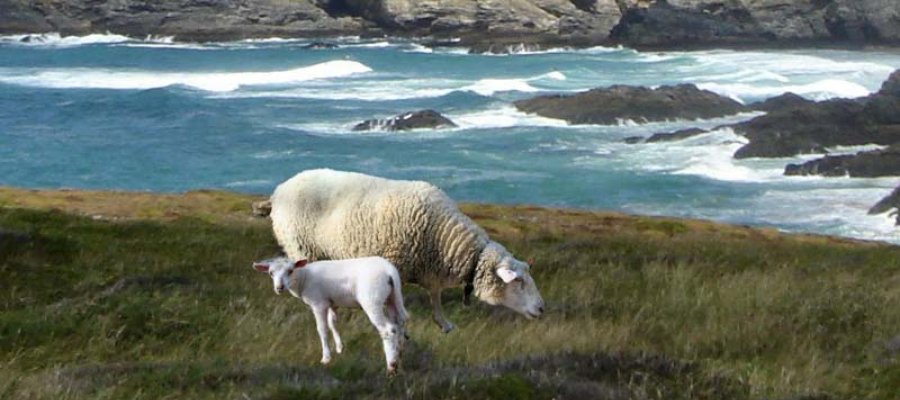 Moutons_de_Belle_Ile_photo_lacasa.jpg.900x400_q85_crop-smart_upscale