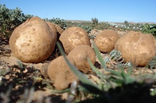 terfes2_5213158301-499x330