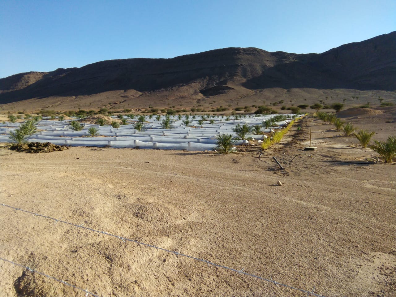 سلالية طاطا