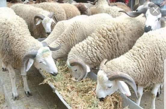 16553272-3709-4AEB-86F9-52C76F62F197