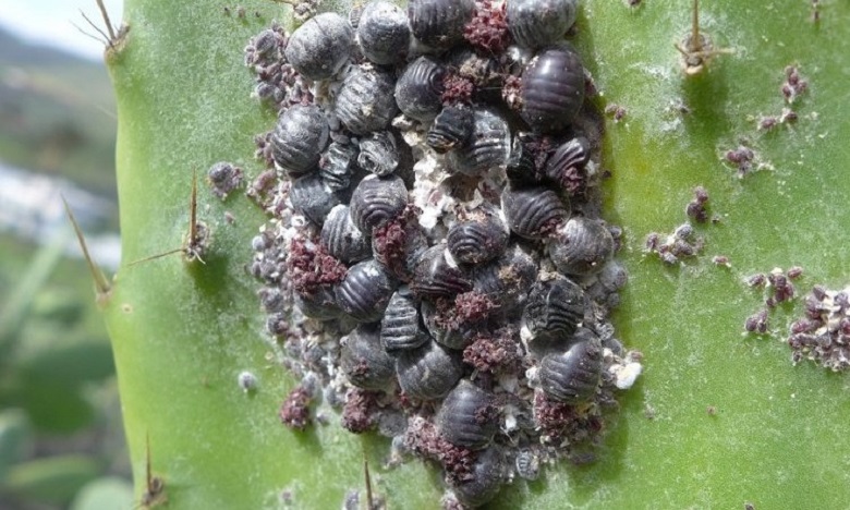 65f15d8c8aa722db97983194c6ff2df9