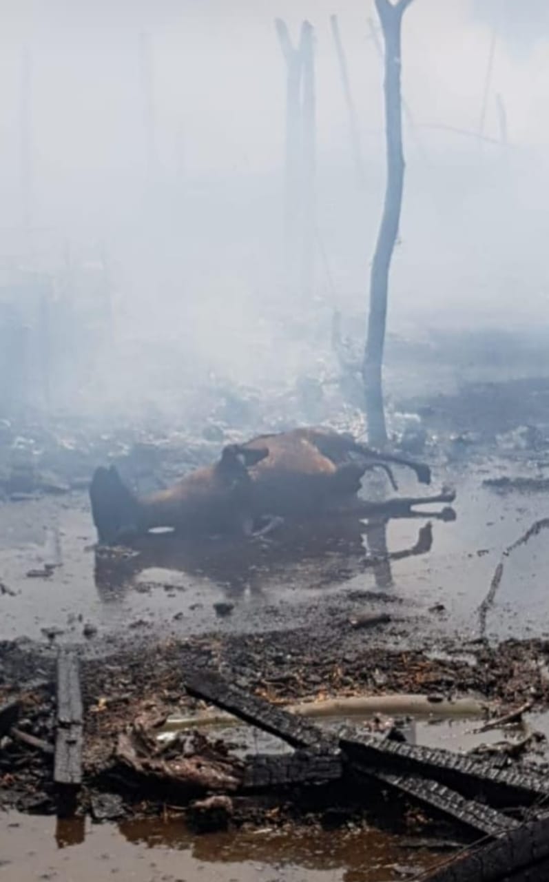 c8f3e8ed-1d19-4560-b391-85b6bfaabc87