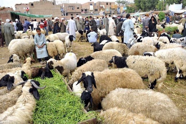 1472132542_407_117692__hay9613