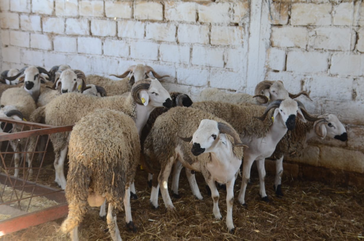 WhatsApp Image 2020-06-19 at 14.06.31