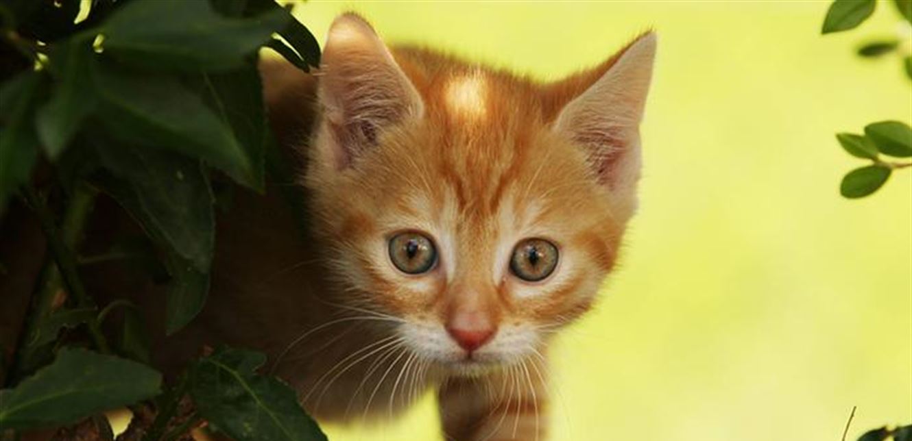 Doc-P-720417-637293775368316763