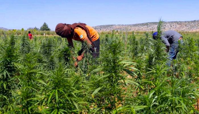 135-124503-morocco-legalizing-uses-indian-hemp_700x400