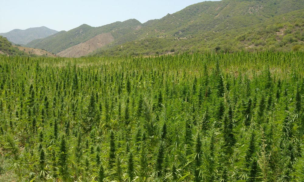 maroc-legalisation-cannabis