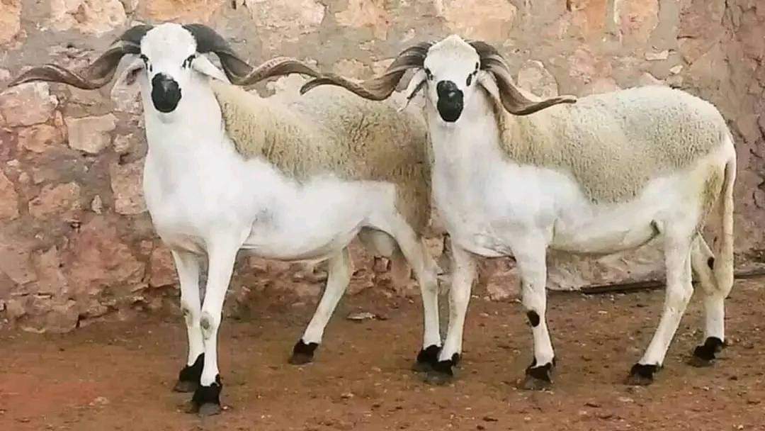 772A7C3C-08BE-4444-8125-20F5C38E9FFE