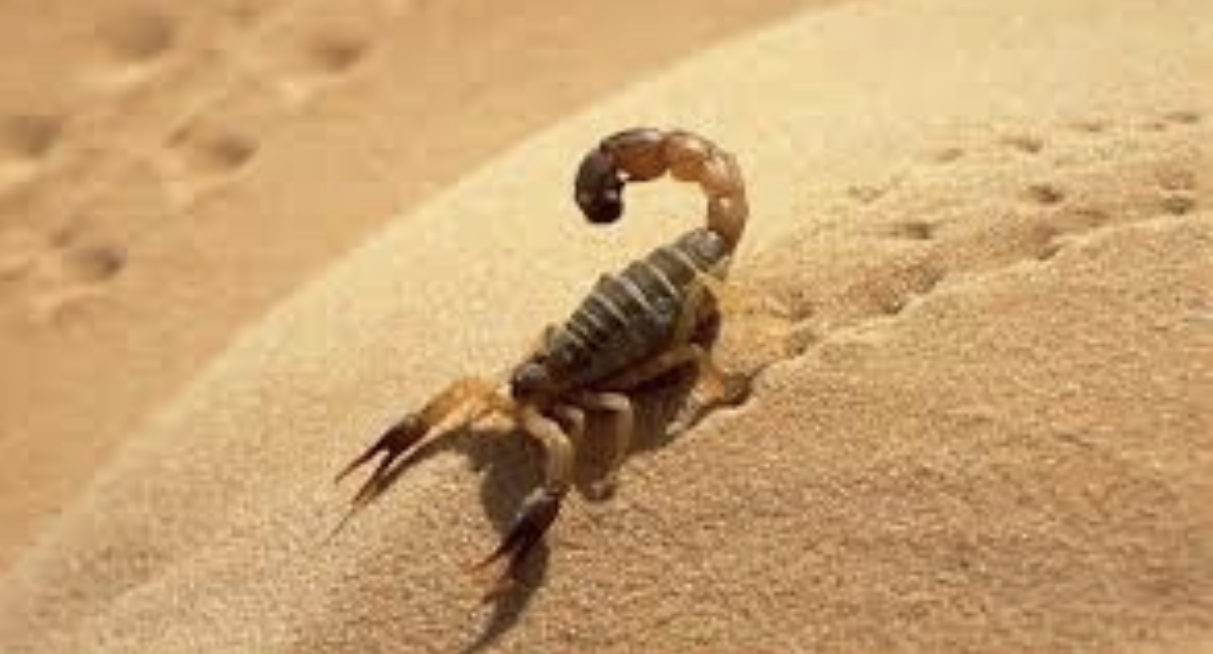 AD295353-7547-40B8-89B4-8B3928ED1534