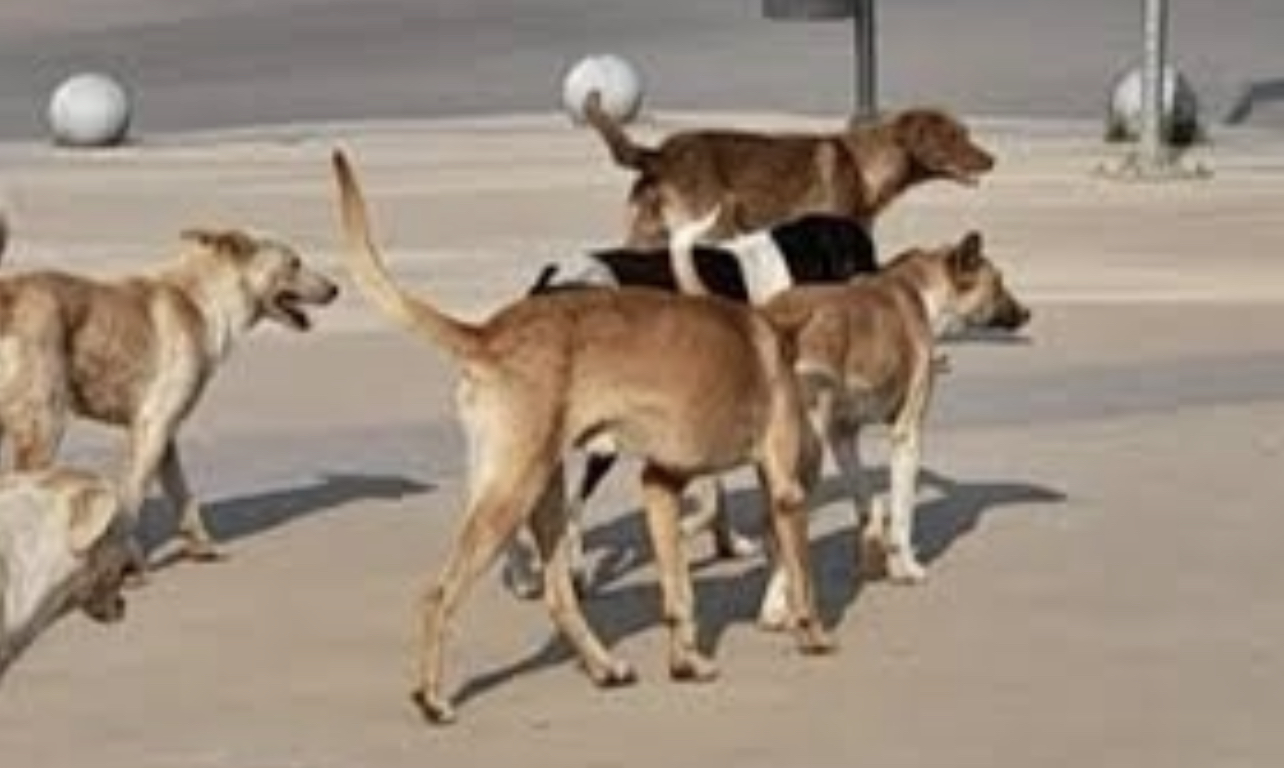 16667D35-B0FA-4300-A201-CD433EA28B6A